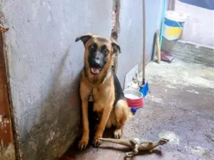 Cachorro raça Pastor Alemão idade 1 ano nome Frederico 