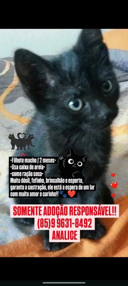 Gato raça SRD-ViraLata idade 2 a 6 meses nome mimi