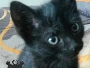 Gato raça SRD-ViraLata idade 2 a 6 meses nome mimi