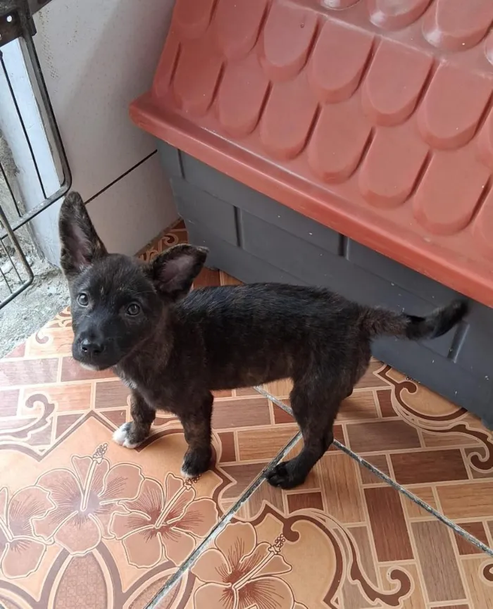Cachorro raça SRD-ViraLata idade 2 a 6 meses nome Thor e cacau 