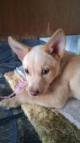 Thor e cacau 