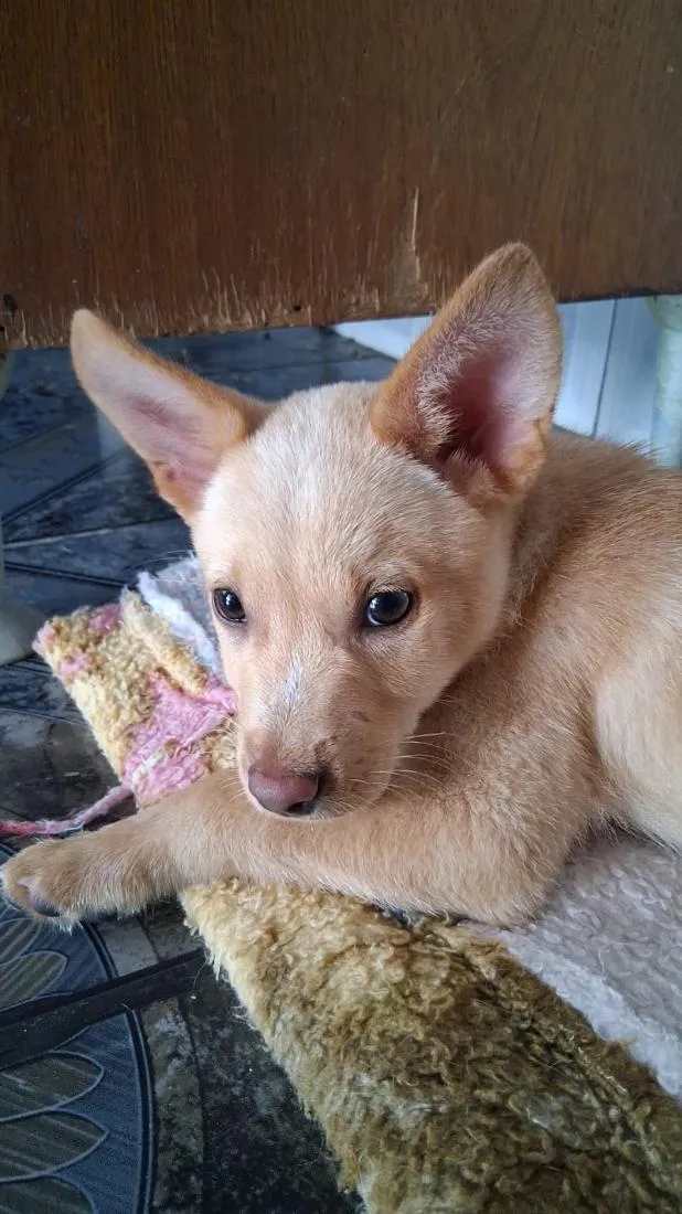 Cachorro raça SRD-ViraLata idade 2 a 6 meses nome Thor e cacau 