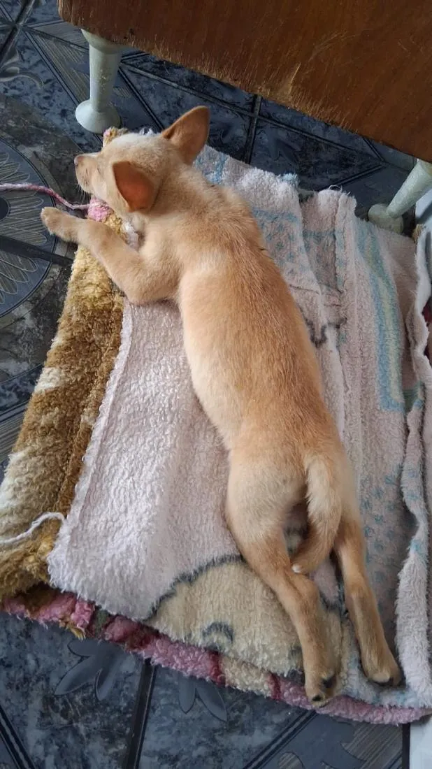 Cachorro raça SRD-ViraLata idade 2 a 6 meses nome Thor e cacau 