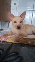 Thor e cacau 