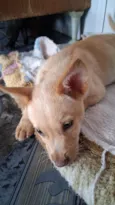 Thor e cacau 