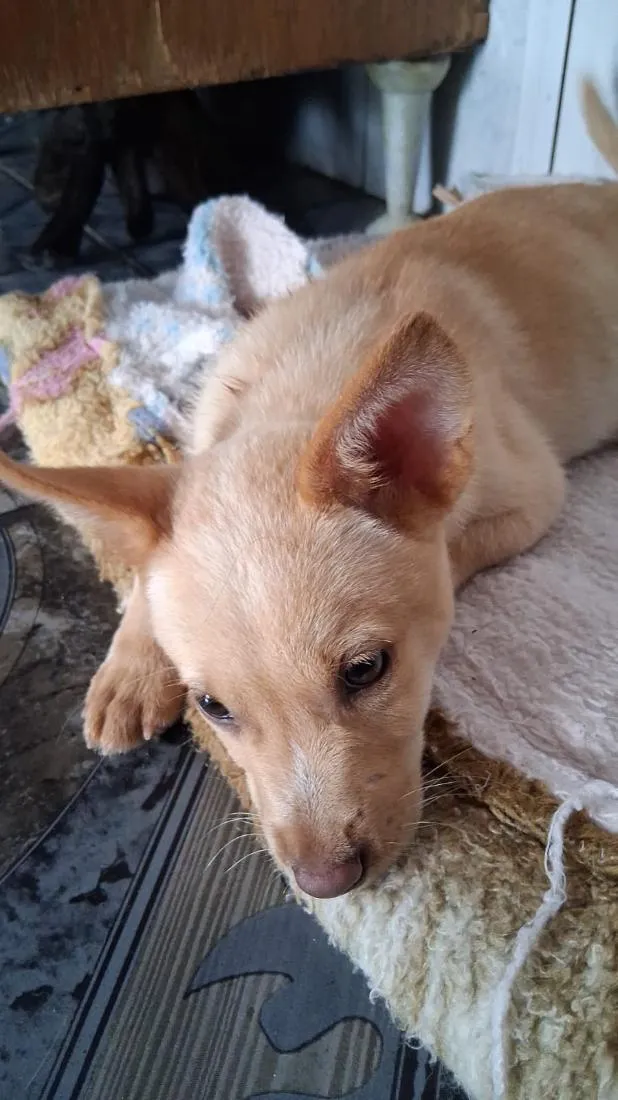 Cachorro raça SRD-ViraLata idade 2 a 6 meses nome Thor e cacau 