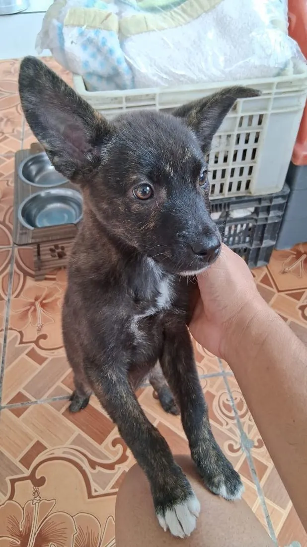 Cachorro raça SRD-ViraLata idade 2 a 6 meses nome Thor e cacau 