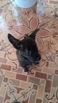 Thor e cacau 