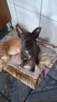 Thor e cacau 