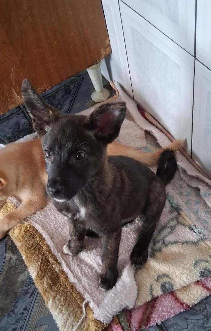 Cachorro raça SRD-ViraLata idade 2 a 6 meses nome Thor e cacau 