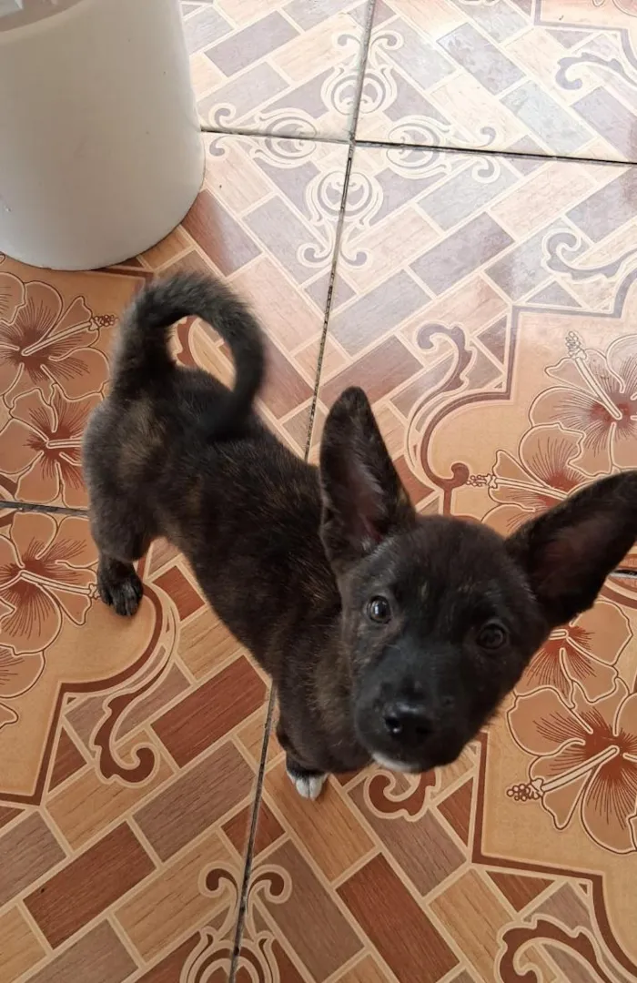 Cachorro raça SRD-ViraLata idade 2 a 6 meses nome Thor e cacau 