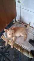 Thor e cacau 