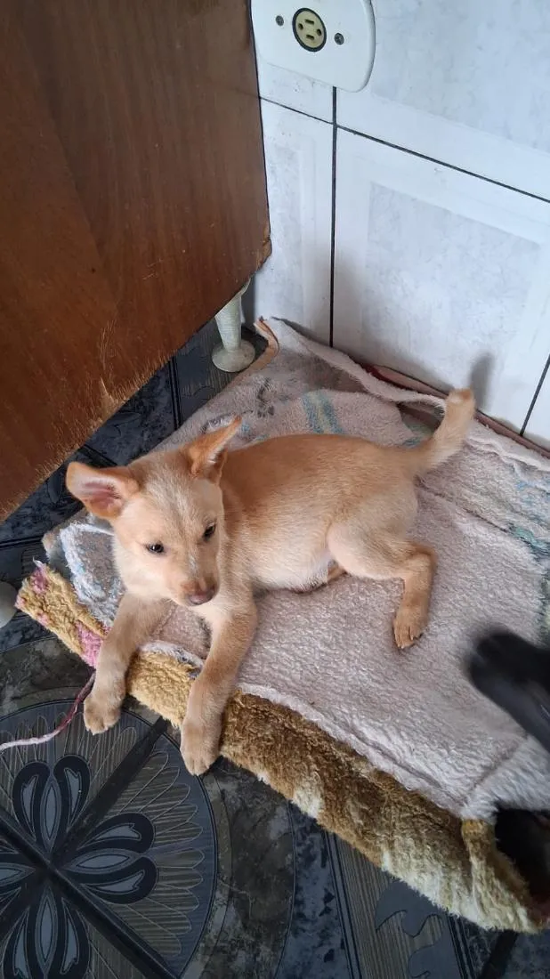 Cachorro raça SRD-ViraLata idade 2 a 6 meses nome Thor e cacau 