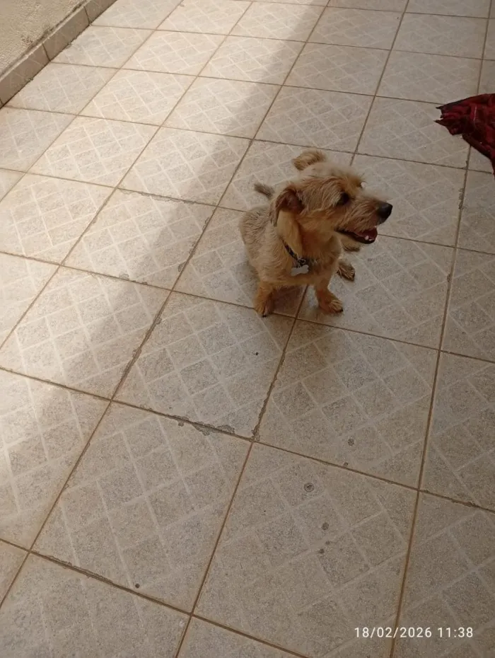 Cachorro raça SRD-ViraLata idade 1 ano nome jack
