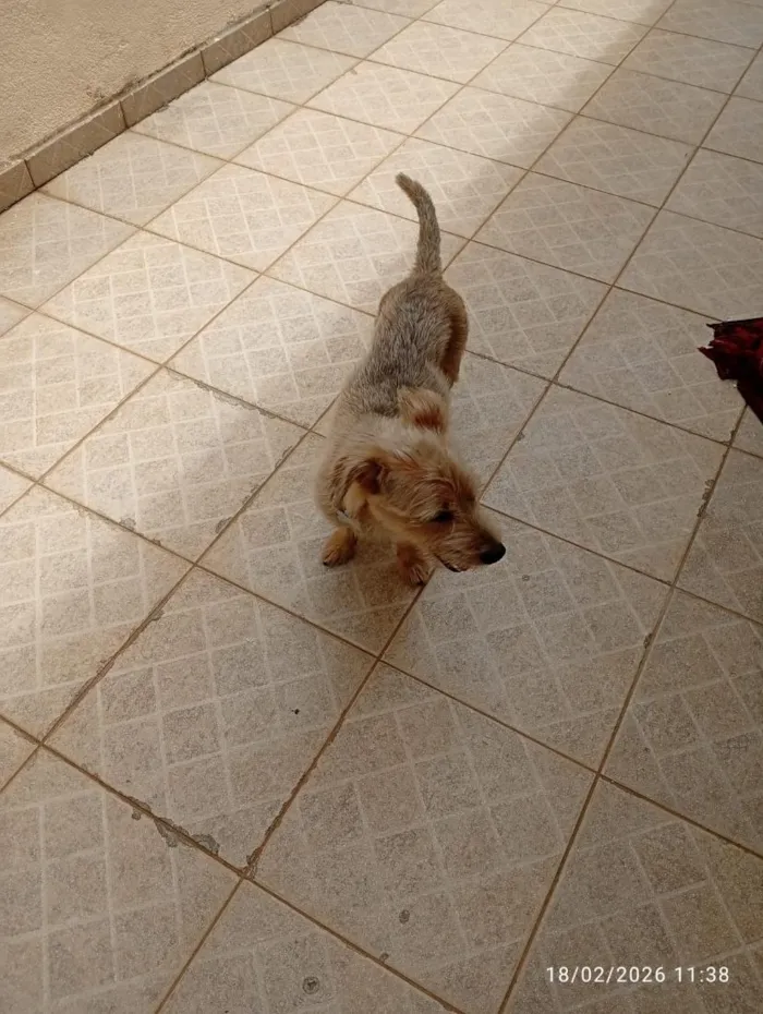 Cachorro raça SRD-ViraLata idade 1 ano nome jack