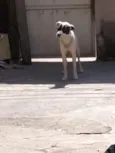 zimba 