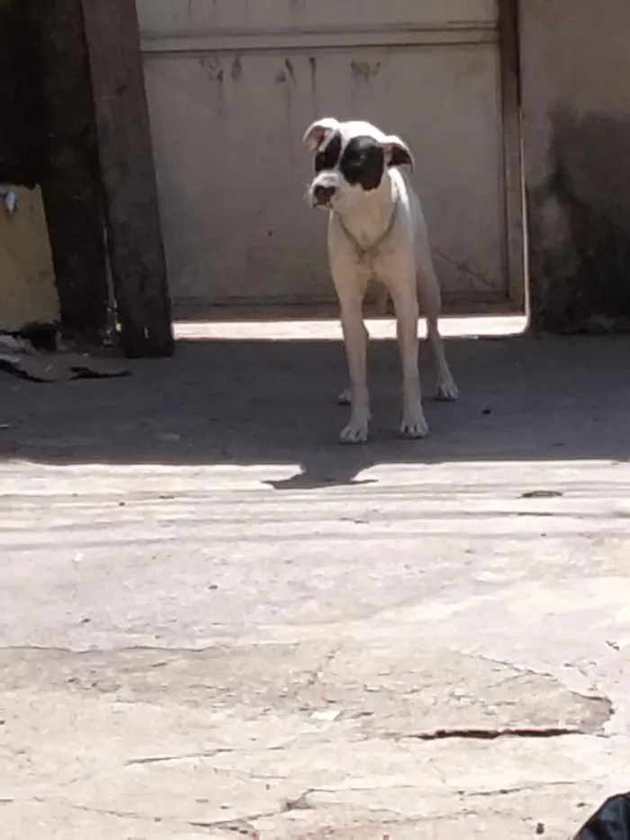Cachorro raça SRD-ViraLata idade 2 anos nome zimba 