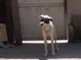 zimba 