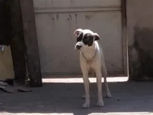 Cachorro raça SRD-ViraLata idade 2 anos nome zimba 