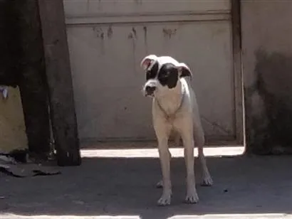 Cachorro raça SRD-ViraLata idade 2 anos nome zimba 
