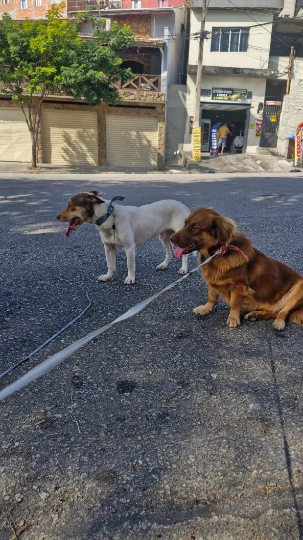Cachorro raça SRD-ViraLata idade 2 anos nome Pit e Bull