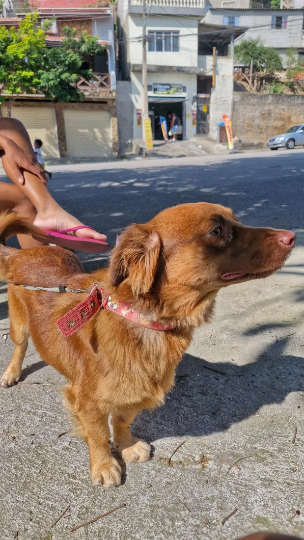 Cachorro raça SRD-ViraLata idade 2 anos nome Pit e Bull