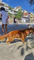 Pit e Bull