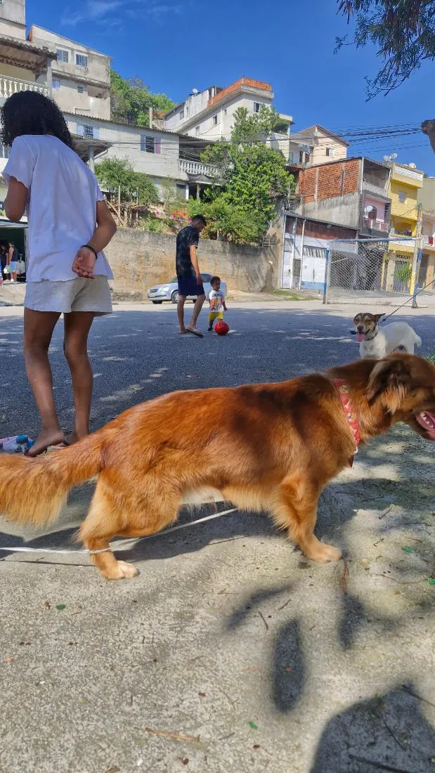 Cachorro raça SRD-ViraLata idade 2 anos nome Pit e Bull