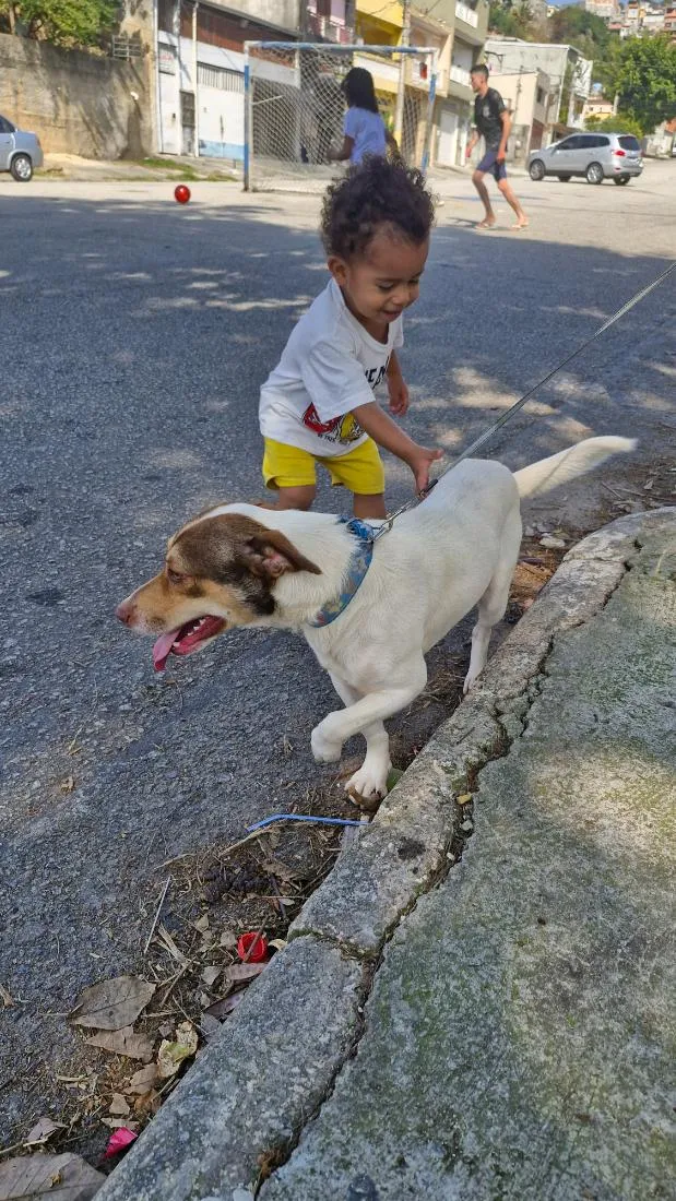 Cachorro raça SRD-ViraLata idade 2 anos nome Pit e Bull