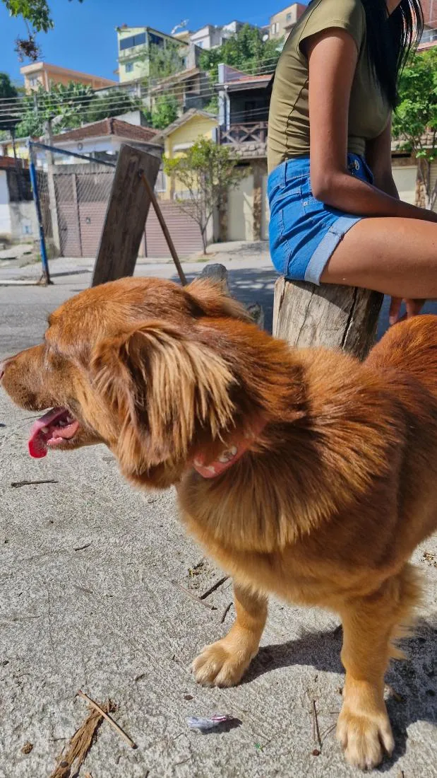 Cachorro raça SRD-ViraLata idade 2 anos nome Pit e Bull