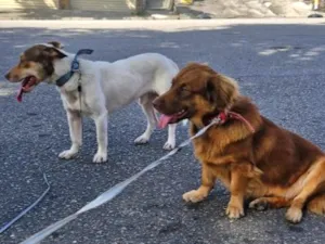 Cachorro raça SRD-ViraLata idade 2 anos nome Pit e Bull