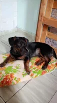 neguinho 
