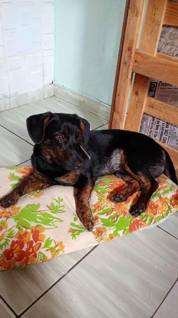 Cachorro raça SRD-ViraLata idade 7 a 11 meses nome neguinho 