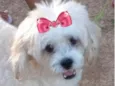 Belinha 