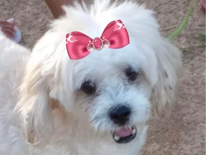 Cachorro raça Poodle idade 7 a 11 meses nome Belinha 