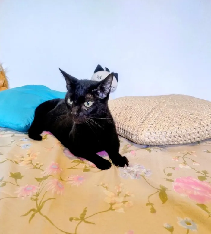 Gato raça SRD-ViraLata idade 7 a 11 meses nome Ofélia