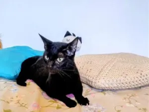 Gato raça SRD-ViraLata idade 7 a 11 meses nome Ofélia