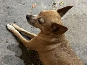 Cachorro raça Pinscher idade 6 ou mais anos nome mel