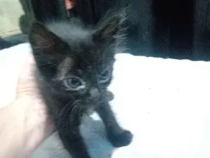 Gato raça SRD-ViraLata idade 2 a 6 meses nome Marialva