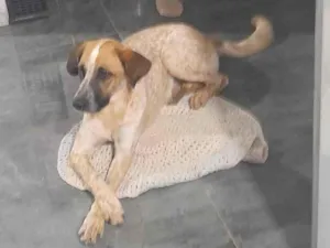 Cachorro raça SRD-ViraLata idade 1 ano nome Luna