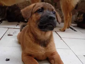 Cachorro raça SRD-ViraLata idade 2 a 6 meses nome filhote