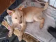 Thor e cacau 