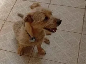 Cachorro raça SRD-ViraLata idade 1 ano nome jack
