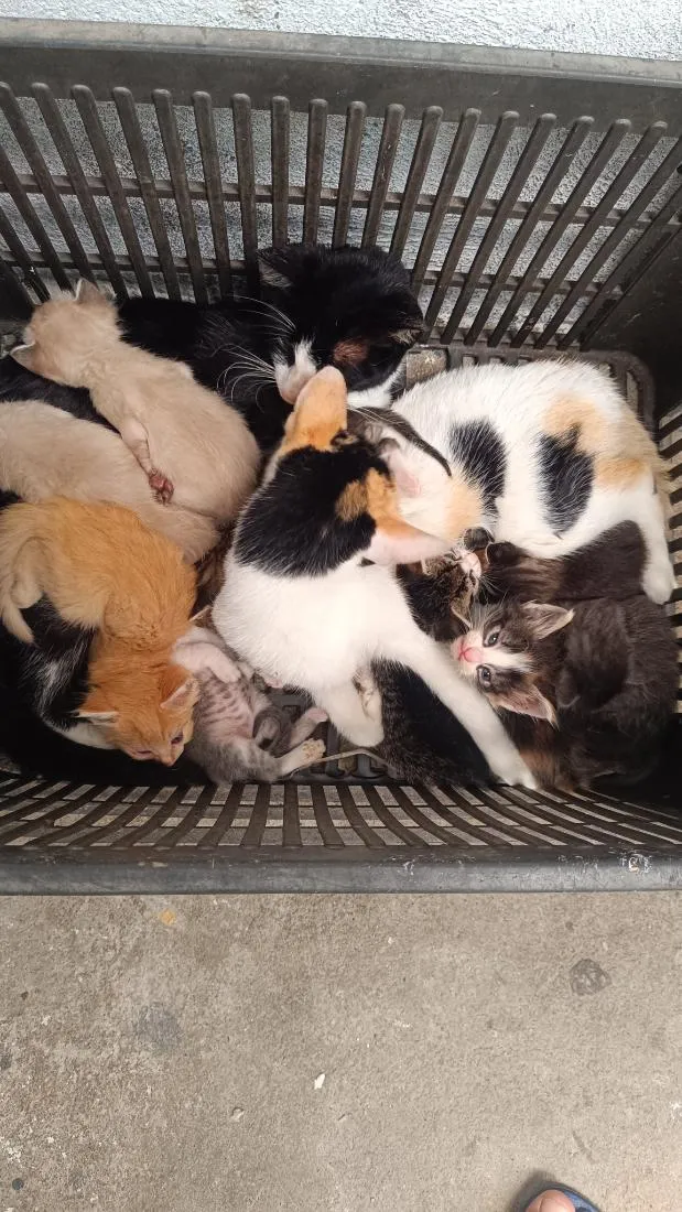 Gato raça SRD-ViraLata idade Abaixo de 2 meses nome o nome vcs colocam 