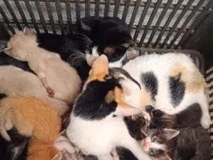 Gato raça SRD-ViraLata idade Abaixo de 2 meses nome o nome vcs colocam 