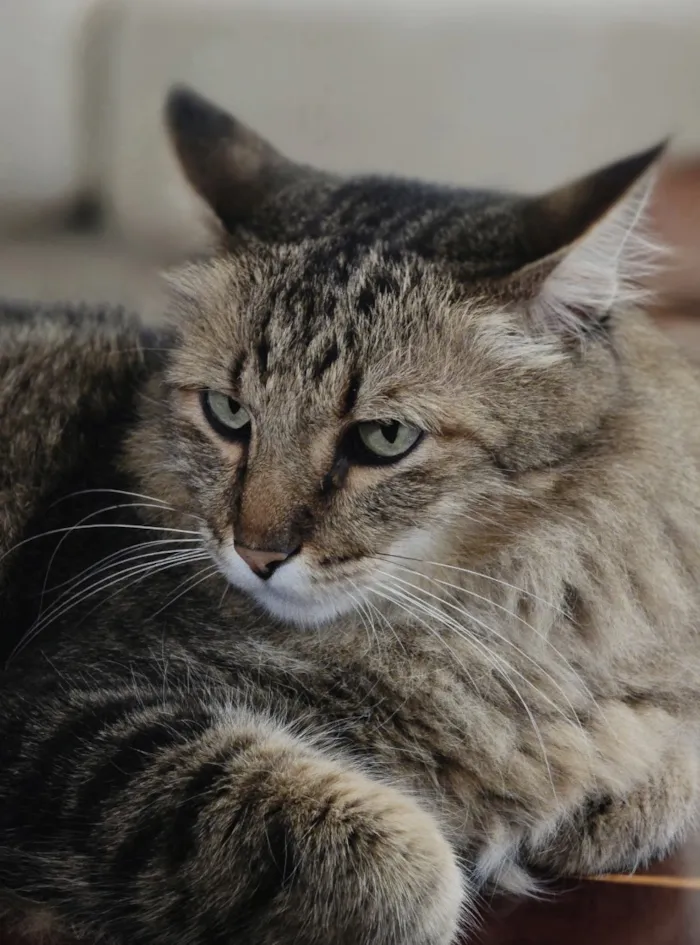 Gato raça SRD-ViraLata idade 6 ou mais anos nome Bruno