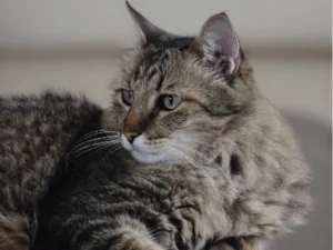 Gato raça SRD-ViraLata idade 6 ou mais anos nome Bruno