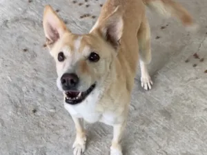 Cachorro raça SRD-ViraLata idade 6 ou mais anos nome Lully