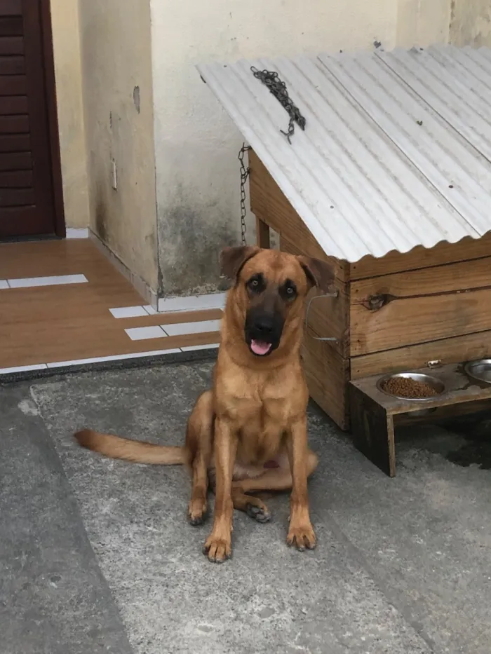 Cachorro raça Pastor Alemão idade 1 ano nome Éron