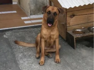 Cachorro raça Pastor Alemão idade 1 ano nome Éron